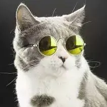 cute cat pics for dp